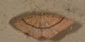 Cyclophora (Codonia) suppunctaria